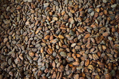Fermented dried cacao beans for chocolate harvested in Dominican Republic