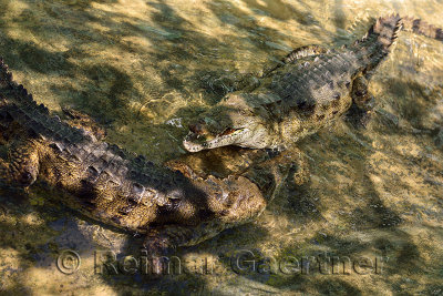Pair of young captive American Crocodiles at feeding time in a shallow pool Dominican Republic