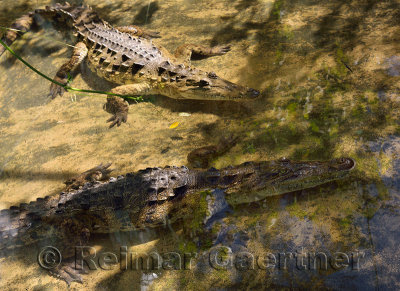 Pair of young American Crocodiles wading in a shallow pool Dominican Republic