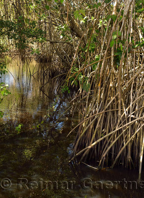 Thick tangle of Mangrove roots along a brackish stream next to the Atlantic ocean