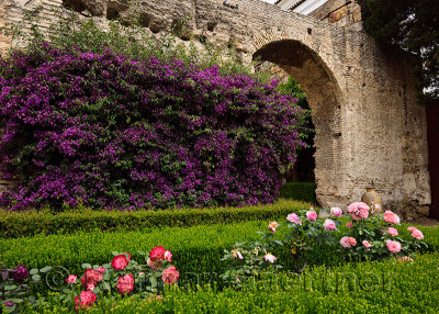 Stone arch entrance to Monteria Patio with Bougainvillea and roses Royal Palace Alcazar of Seville Spain