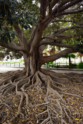 Large Rubber Tree ficus elastica in the Banyan group of figs in downtown Seville Spain