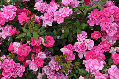 Pink rose bush in garden along canal of Plaza de Espana Seville Spain