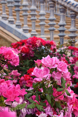 Pink roses with painted ceramic balustrades of bridge steps at Plaza de Espana Seville Spain