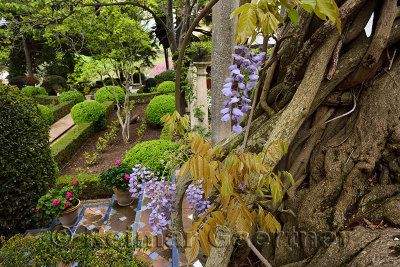 Wisteria vine flowers and trunk in Forestier garden at Moorish Kings House in Ronda Andalusia