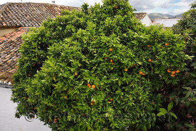 Ornamental bitter Seville orange and Mango tree on a street in Ronda Andalusia Spain