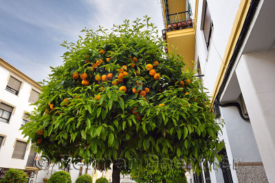 Ornamental bitter Seville orange trees lining a street in Ronda Andalusia Spain