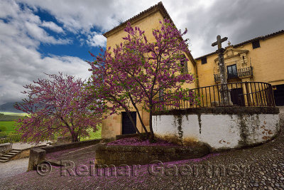 Blooming redbud trees at the Palace of the Marquis of Salvatierra in Ronda Spain