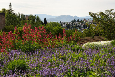 Flowers in the gardens at Generalife overlooking fortified Alhambra Palace and Albaicin and mountains Granada