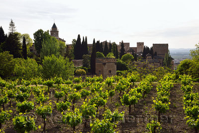 Generalife Vineyard overlooking Saint Mary belfry and Nesrid Palaces in fortified Alhambra complex Granada