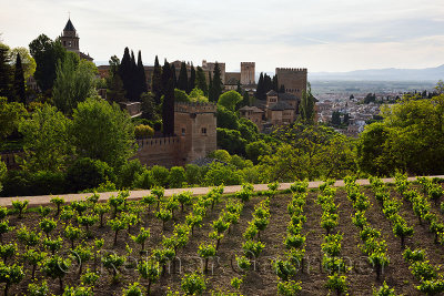 Generalife Vineyard overlooking fortified Palaces of Alhambra complex and Albaicin Granada