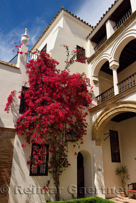 Interior courtyard with bougainvillea of las casas de la juderia hotel in Cordoba Spain