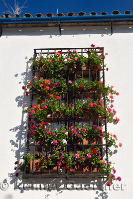 Geranium flowers in grated window on the route of Patios of Alcazar Viejo Cordoba