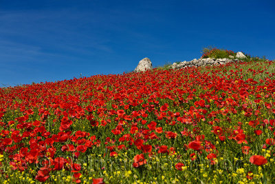 Hill with wild Red Poppies and Yellow Rocket weeds with rock outcrop above Puerto Lope Spain