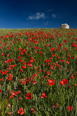 Fallow field of spring wheat with wild red Poppies on hill with rock at Puerto Lope Spain