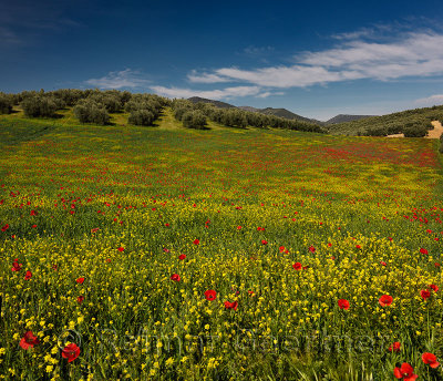 Fallow field of Red Poppies and Yellow Rocket weeds below Olive grove at Puerto Lope Spain