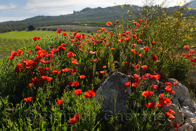 Red Poppies and Yellow Rocket weeds at rock outcrop in farm field above Puerto Lope village Andalusia Spain