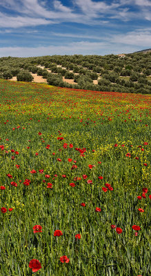 Fallow field of spring wheat with red Poppies and Yellow Rocket weeds beside Olive groves at Puerto Lope Spain