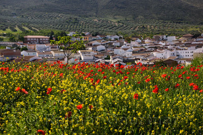 Red Poppies and Yellow Rocket weeds above Puerto Lope village farmland Andalusia Spain