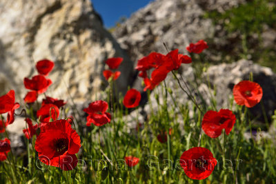 Wild red Poppies at a rock outcrop in farm field above Puerto Lope village Andalusia Spain