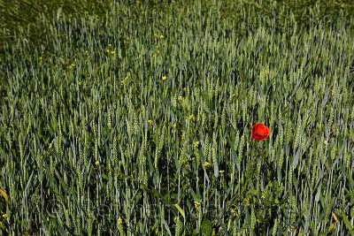 Lone Poppy flower and Yellow Rocket in field of spring wheat in Puerto Lope Spain