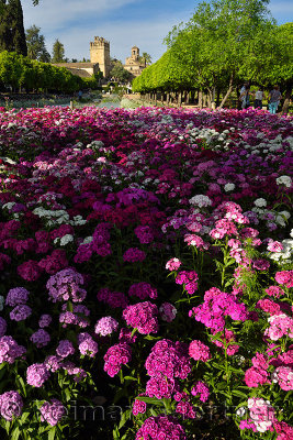Pink phlox garden bed with ponds and Alcazar Lions and Hommage tower keeps in Cordoba