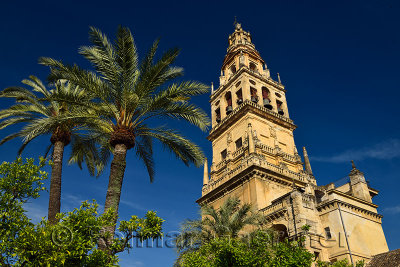 Palm and orange trees in the inner courtyard of the Cordoba Cathedral Mosque