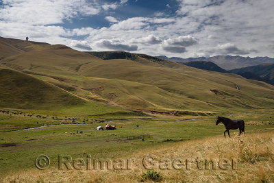 Grazing horses and cattle in stream at yurt home in Assy Turgen plateau Kazakhstan with observatory