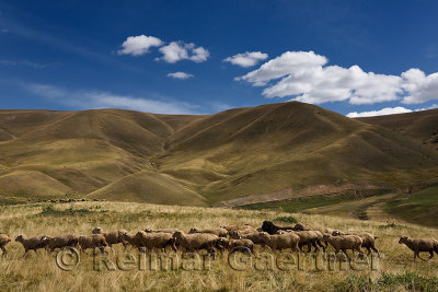 Herds of sheep grazing in the Assy Turgen plateau Kazakhstan