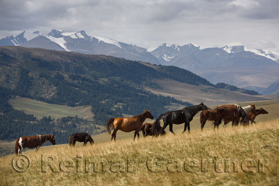 Band of horses grazing on Assy Turgen plateau with snow capped Tien Shan mountains Kazakhstan