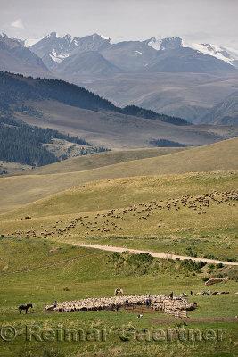 Flock of sheep and herders in remote Assy Turgen plateau with Tien Shan mountains Kazakhstan