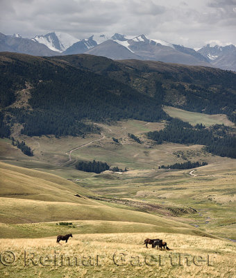 Horses grazing on remote Assy Turgen plateau with snow capped Tien Shan mountains Kazakhstan