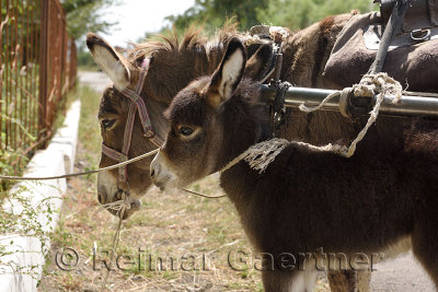 Donkey foal tied with mother while waiting in Kalinino Basshi Kazakhstan 