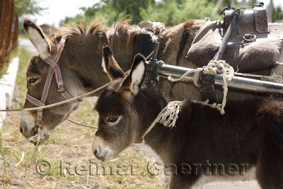 Young foal tied up with harnessed mother donkey in Kalinino Basshi Kazakhstan