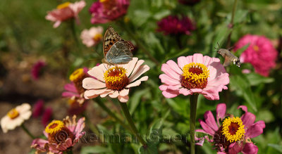 Cardinal butterfly and Hummingbird Hawk Moth on Zinnia flowers Kalinino Basshi Kazakhstan