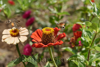 Hummingbird Hawk Moths hovering over Zinnia flowers in Altyn Emel National Park Kazakhstan
