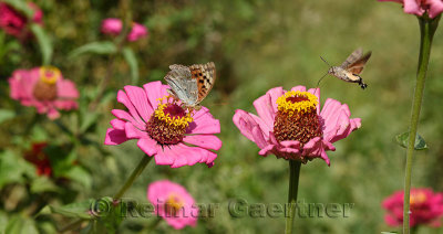 Cardinal butterfly and Hummingbird Hawk Moth on Zinnia flowers Kazakhstan