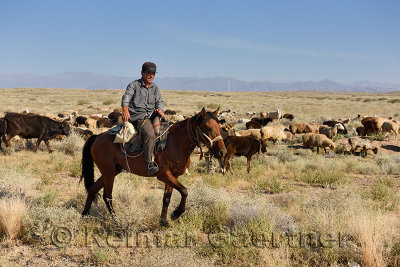 Kazakh cowboy on horseback herding cattle and sheep in steppe of Zhongar Alatau mountains Kazakhstan
