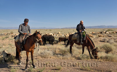 Kazakh cowboys on horseback herding cattle and sheep in steppe of Zhongar Alatau mountains Kazakhstan