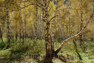 White Birch tree grove namesake of Lake Kaindy Kazakhstan