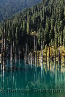 Asian Spruce forest at turquoise Lake Kaindy Kazakhstan in the Fall