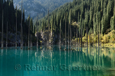 Asian Spruce forest reflected in turquoise Lake Kaindy Kazakhstan in the Fall