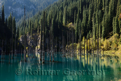 Fall reflections in turquoise water of Lake Kaindy with dead Spruce trees Kazakhstan