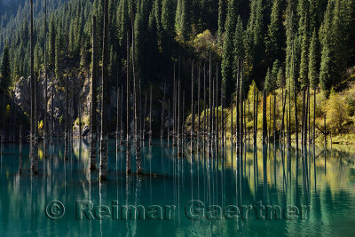 Asian Spruce tree reflections in turquoise water of Lake Kaindy with dead Spruce trees Kazakhstan