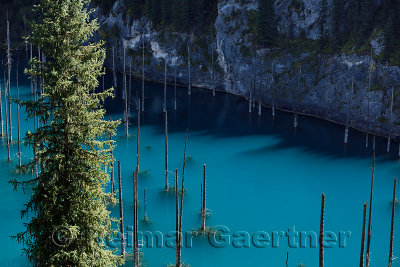 Turquoise Kaindy Lake with submerged Asian Spruce trees Kazakhstan