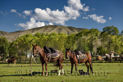 Horses tethered to a shovel with dogs cow and Saty village Kazakhstan