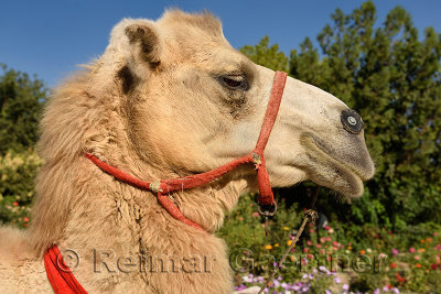 Head of Bactrian camel at Hodja Ahmed Yasawi mausoleum gardens Turkestan Kazakhstan