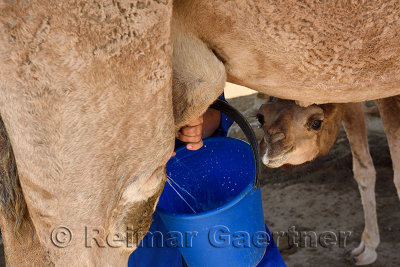 Camel calf coming for a drink while woman milks the dromedary cow near Shymkent Kazakhstan