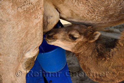 Calf butting in while woman milks nursing dromedary camel near Shymkent Kazakhstan