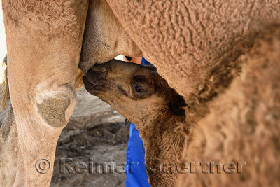 Calf feeding on teet of mother dromedary camel after being milked near Shymkent Kazakhstan